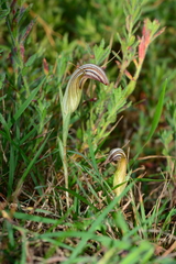 Pterostylis truncata