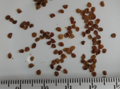 Capsicum rhomboideum