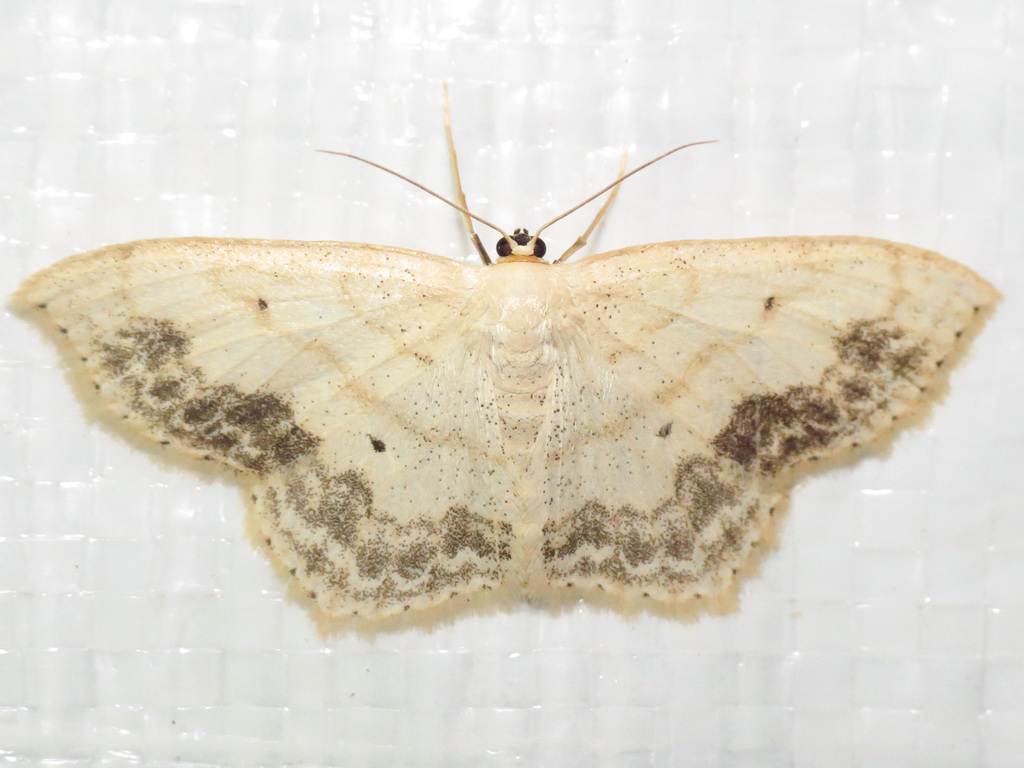 Large Lace Border