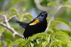 Tawny-Shouldered Blackbird photo 1