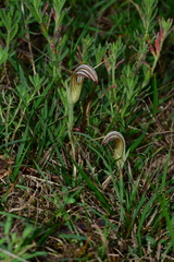 Pterostylis truncata