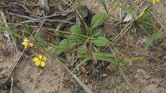 Goodenia glabra