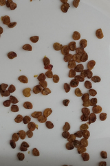 Capsicum rhomboideum