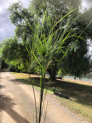 Austrostipa verticillata, 2026-05-07
