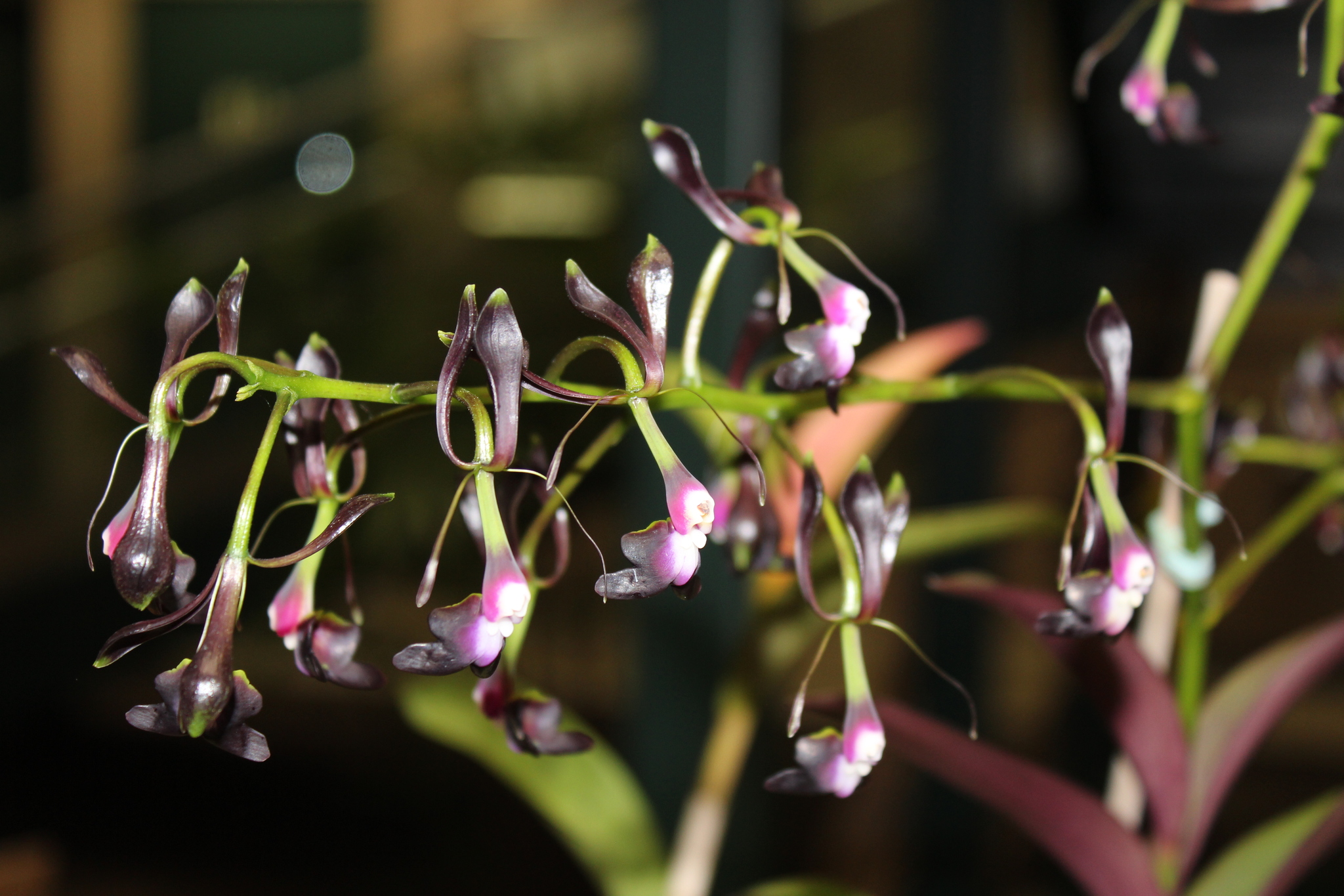 Epidendrum melanoporphyreum Hágsater
