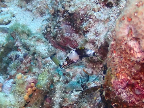 Halichoeres hortulanus