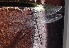 Austroaeschna anacantha