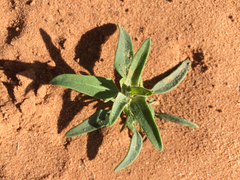 Chenopodium leptophyllum