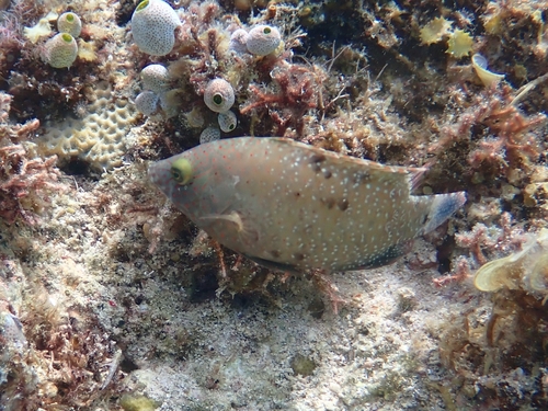 Cheilinus chlorourus