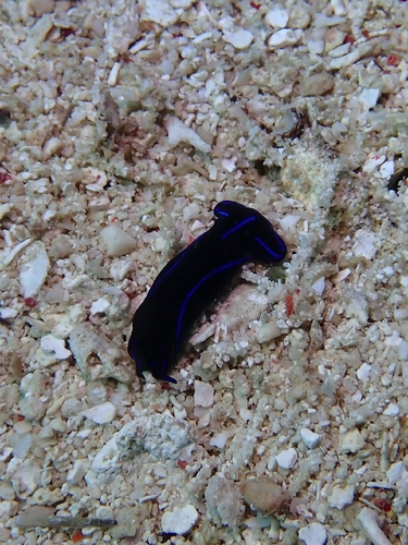 Chelidonura varians