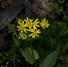 Senecio ampullaceus