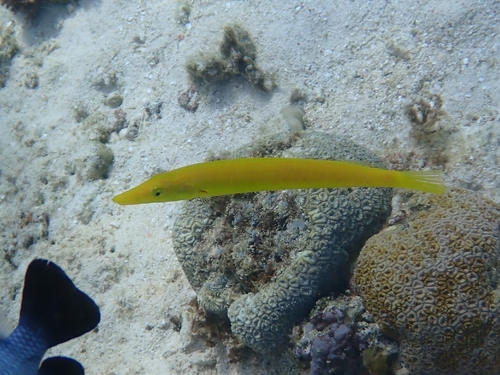 Cheilio inermis