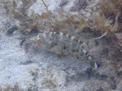 Cheilinus trilobatus