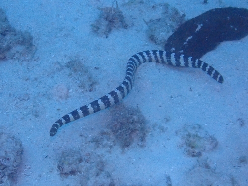 Eastern Turtle-headed Sea Snake