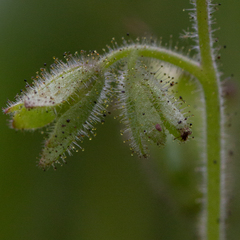 Phacelia viscida
