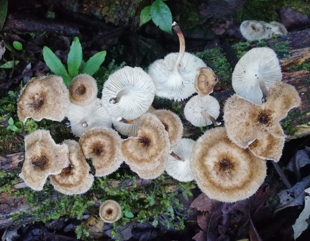 Lentinus crinitus · April 2020 · photo: © heimatlos (iNaturalist, cc0)