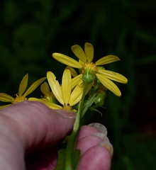Senecio ampullaceus