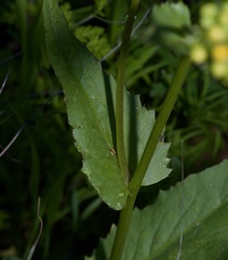 Senecio ampullaceus