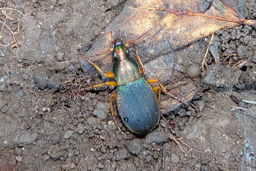 Summer Harp Ground Beetle photo 3