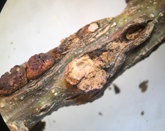 Disholcaspis mellifica