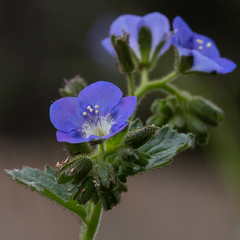 Phacelia viscida