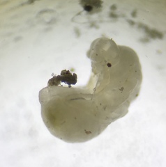 Disholcaspis mellifica