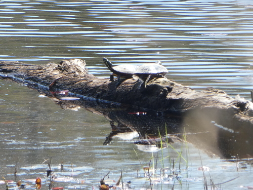 Painted Turtle