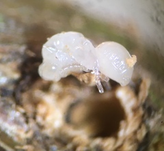 Disholcaspis mellifica