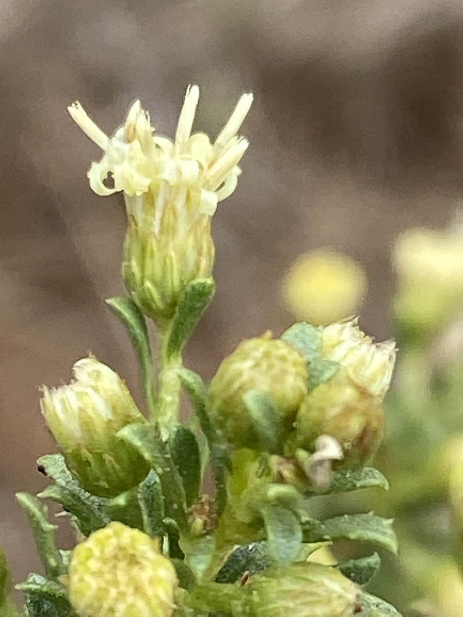 Baccharis pteronioides