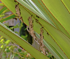 Ropalidia revolutionalis