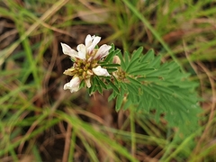 Lespedeza juncea