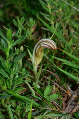 Pterostylis truncata