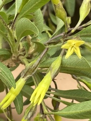 Cestrum fulvescens
