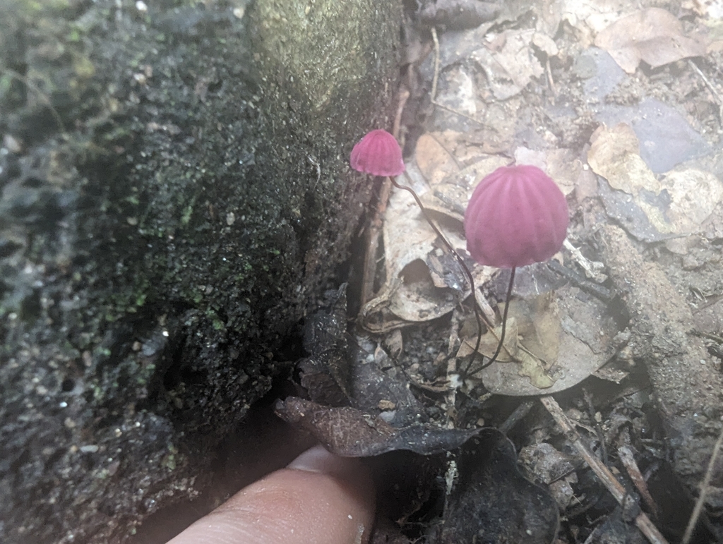 Marasmius haematocephalus · January 2024 · photo: © sapien (iNaturalist, cc0)