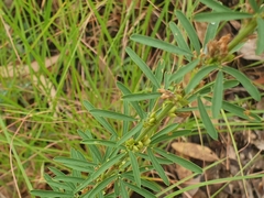 Lespedeza juncea