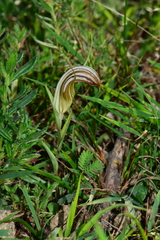 Pterostylis truncata