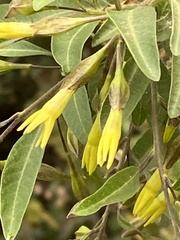 Cestrum fulvescens
