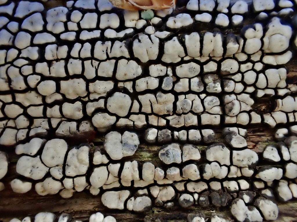 ceramic parchment · May 2026 · photo: Photo: (c) Eli Talhouk, some rights reserved (CC BY) · iNaturalist