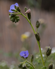 Phacelia viscida