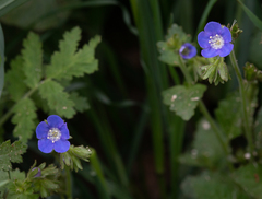 Phacelia viscida