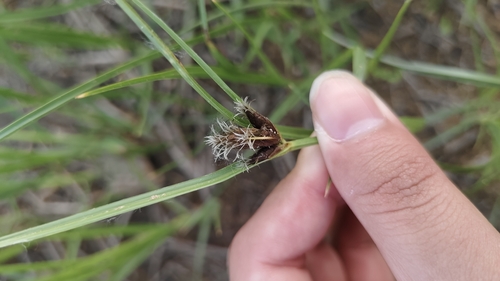 Flat-stalk bulrush