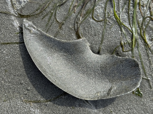 Neverita lewisii