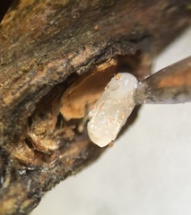 Disholcaspis mellifica