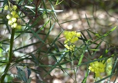 Acacia iteaphylla