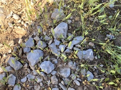 Leavenworthia exigua