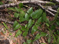 Stemona tuberosa