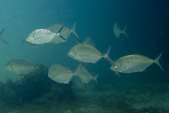 Pseudocaranx wrighti