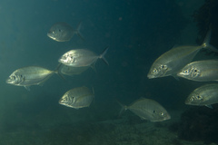 Pseudocaranx wrighti