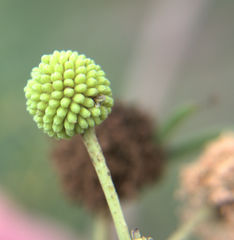Leucaena pulverulenta