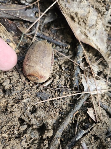 Quercus edithiae observed 2026-04-25